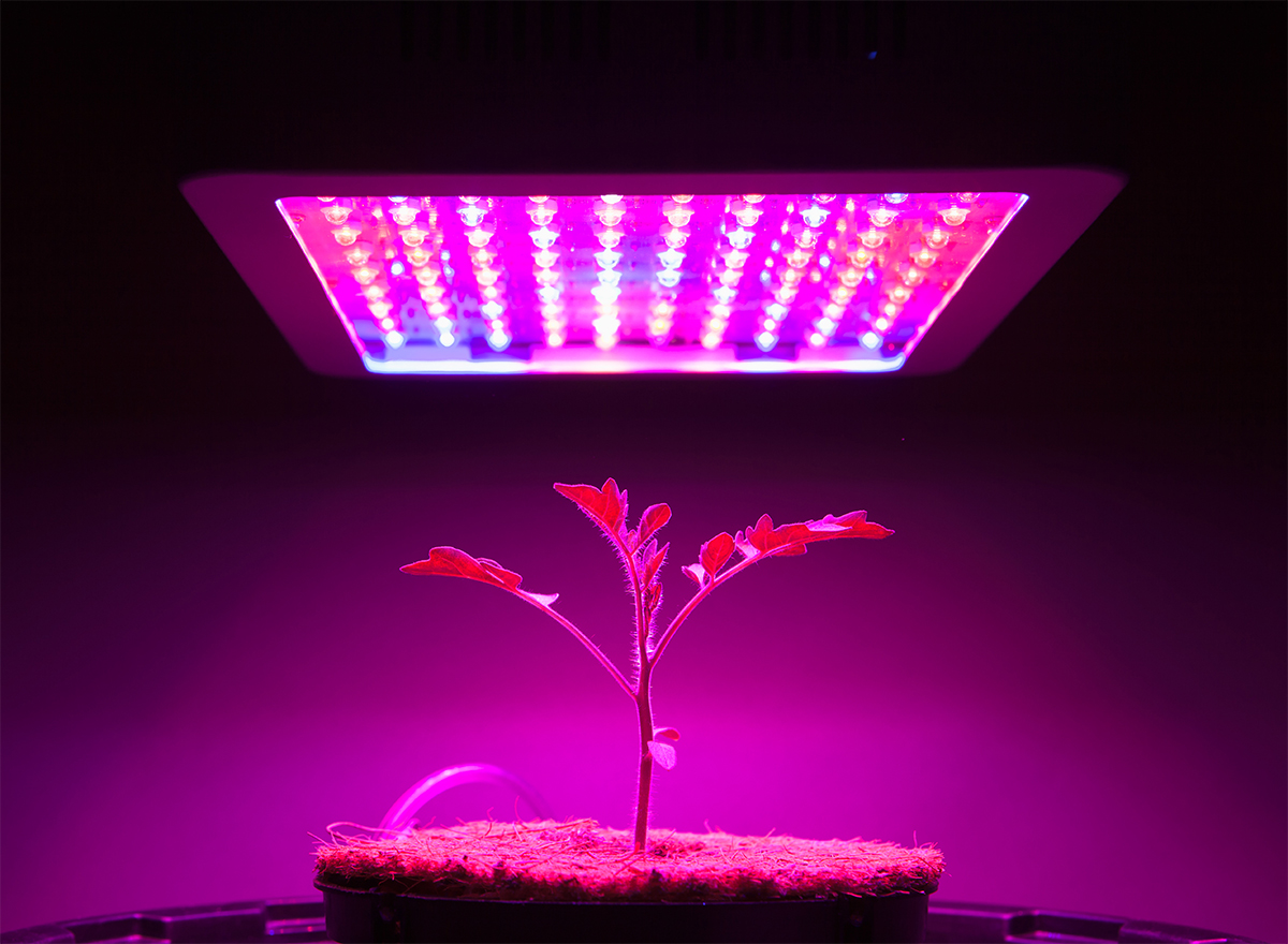 LED-Grow-Lights.jpg