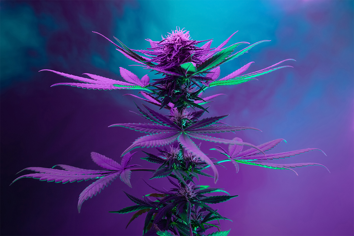 Cannabis-Grow-Light.jpg